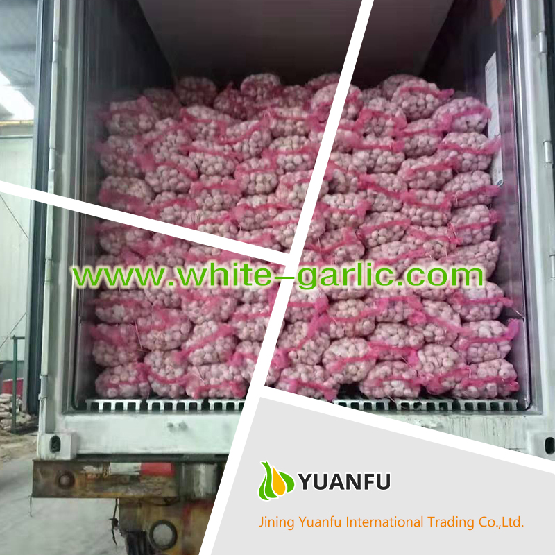 garlic suppliers garlic suppliers